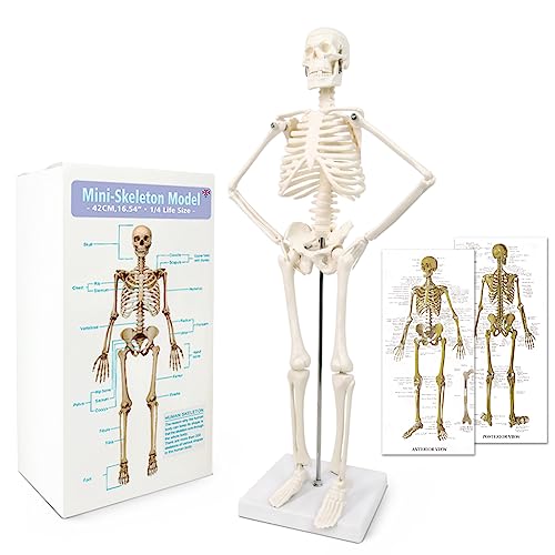 2024 Newest Design Human Skeleton Model for Anatomy,17.7“ High Scientific Anatomy Human Body Model,with Movable Arms and Legs Bones Structures,Whole Spine and Ribs of The Skeleton Model are Integrated