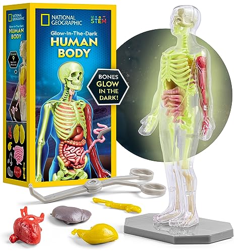 NATIONAL GEOGRAPHIC Human Body Model for Kids That Glows in The Dark - 32-Piece Interactive Anatomy Model with Bones, Organs, Muscles, Stand, Forceps & ID Chart, Anatomy and Physiology Study Tools